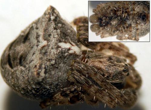 Gibbaranea bituberculata