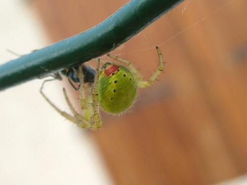 Araniella sp.