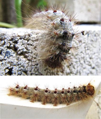 Lymantria dispar