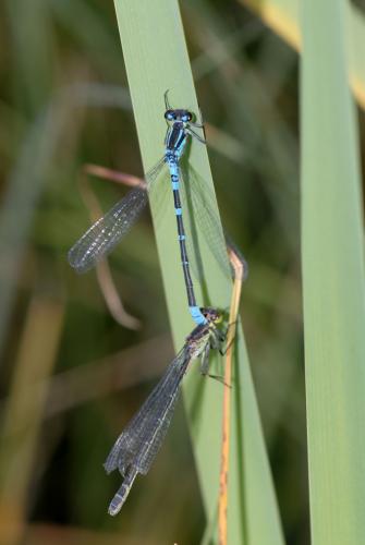 Réf. 52 138 : Coenagrion lunulatum