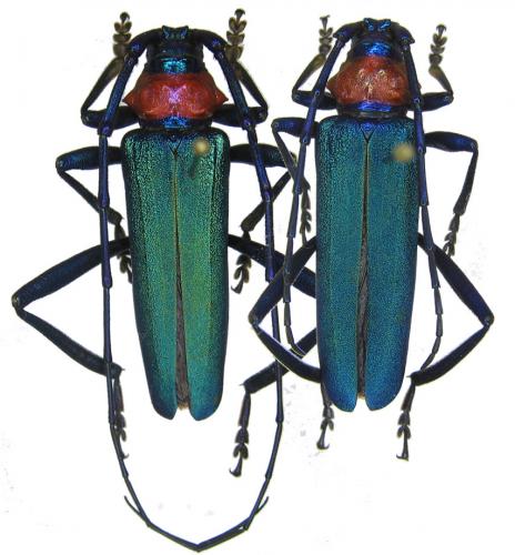 Réf. 52 460 : Aromia moschata