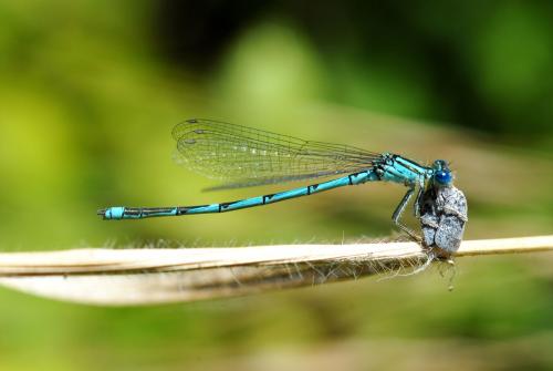 Erythromma lindenii