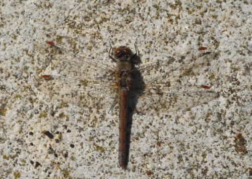 Sympetrum striolatum