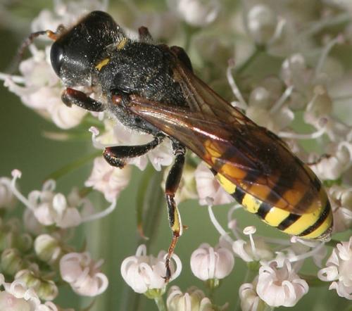 Réf. 52 378 : Ectemnius fossorius