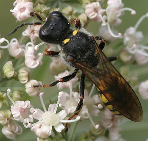 Réf. 52 379 : Ectemnius fossorius