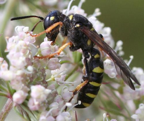 Cerceris arenaria