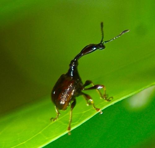 Trachelophorus castaneus
