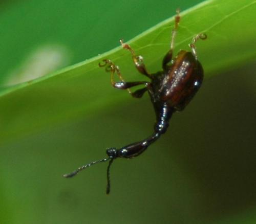 Trachelophorus castaneus