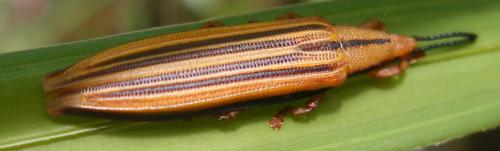 Réf. 52 984 : Cassidinae inconnu