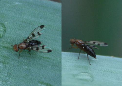 Geomyza tripunctata