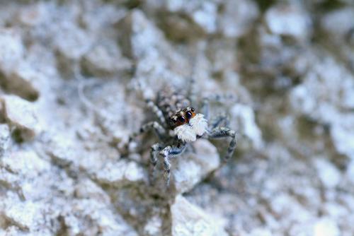Menemerus semilimbatus