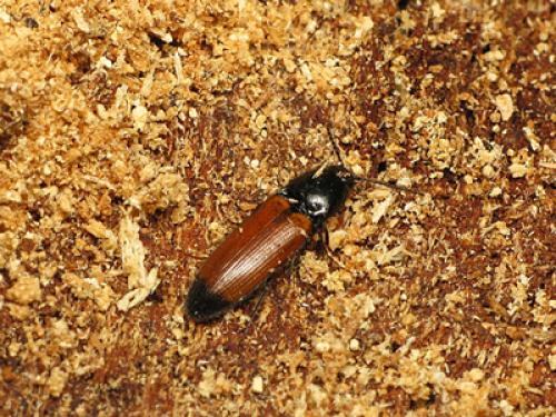 Réf. 52 446 : Ampedus melanurus