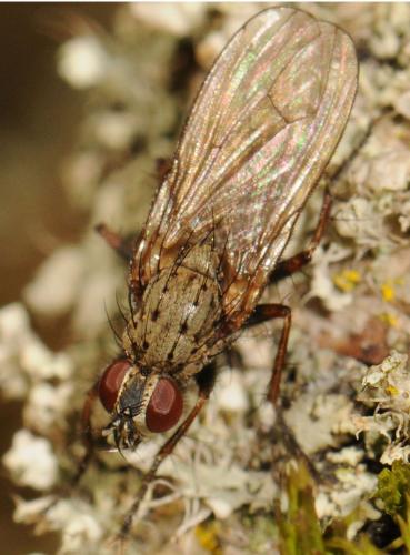 Réf. 52 400 : Coenosia tigrina