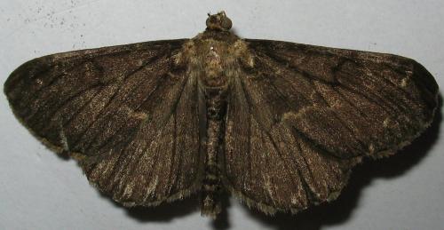 Peribatodes rhomboidaria