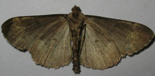 Peribatodes rhomboidaria