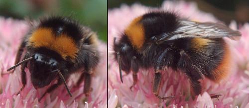 Réf. 52 954 : Bombus pratorum