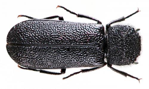 Bostrichus capucinus