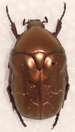 Réf. 52 416 : Potosia cuprea