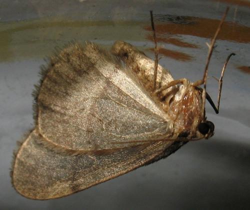Operophtera brumata