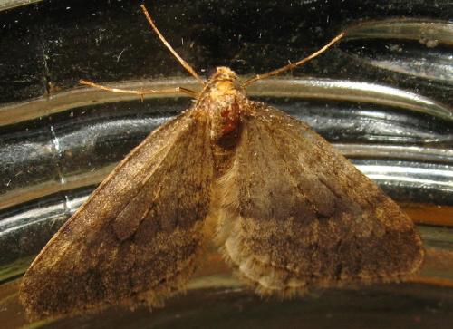 Réf. 52 795 : Operophtera brumata