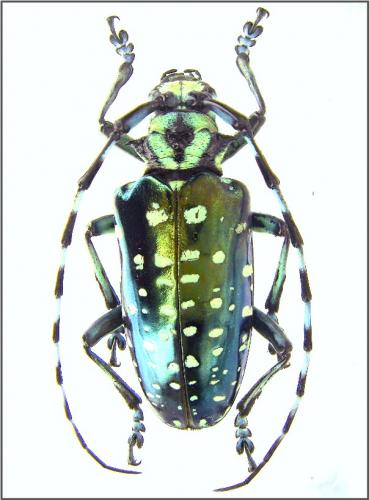 Réf. 52 712 : Anoplophora sollii