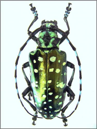 Réf. 52 711 : Anoplophora sollii