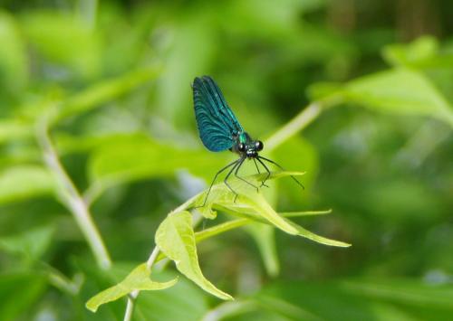 Calopteryx virgo
