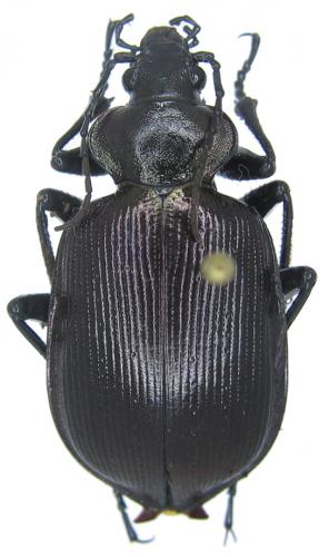 Calosoma sycophanta