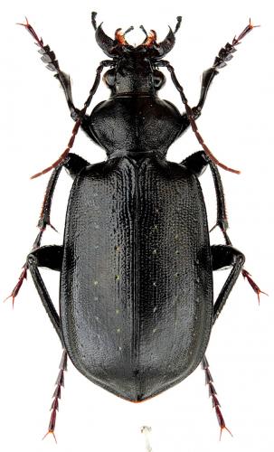 Calosoma olivieri