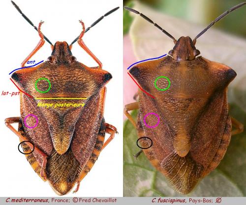 Réf. 52 342 : Carpocoris divers