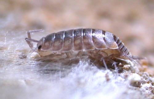 Chaetophiloscia cellaria