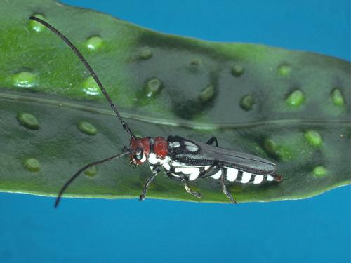 Leuconitocris leucostigma