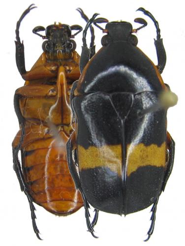 Pedinorrhina sp.
