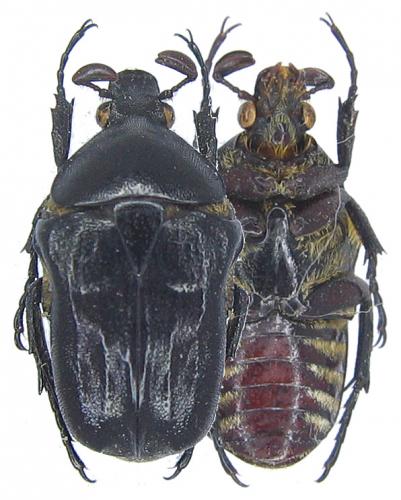Cosmiomorpha setulosa