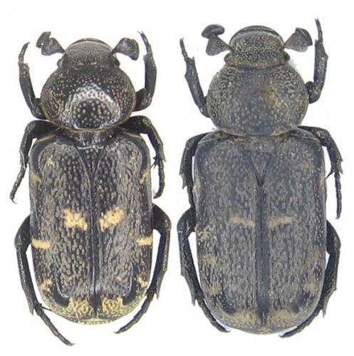 Réf. 52 536 : Clinterocera sp.