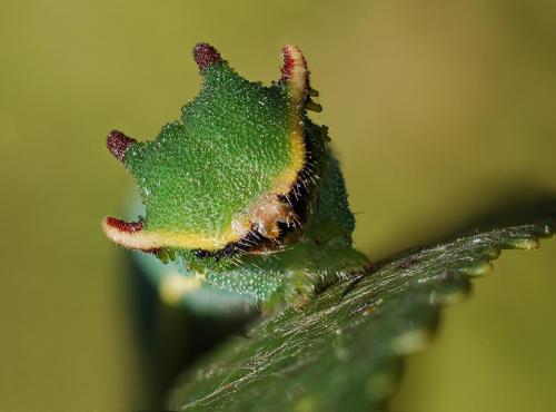Charaxes jasius