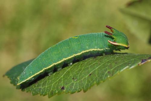 Charaxes jasius