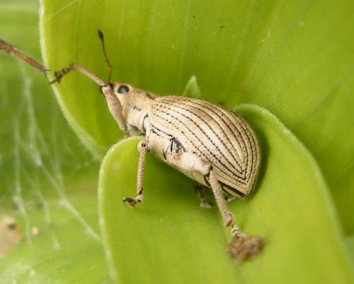Stigmatrachelus sp.