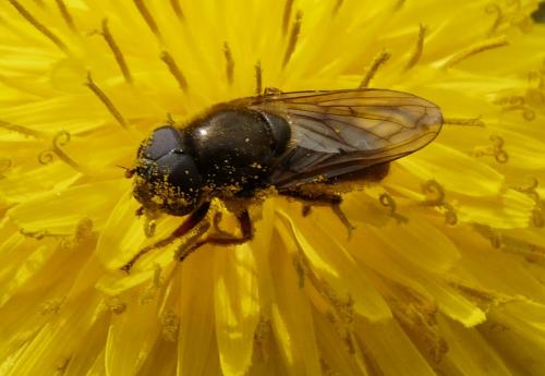 Cheilosia sp.
