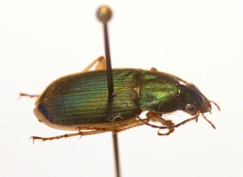 Chlaenius olivieri