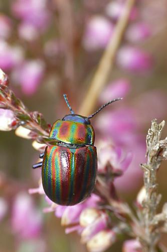 Chrysolina cerealis