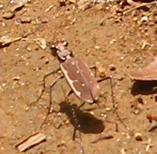 Réf. 52 952 : Cicindela equestris