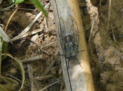 Cicada orni