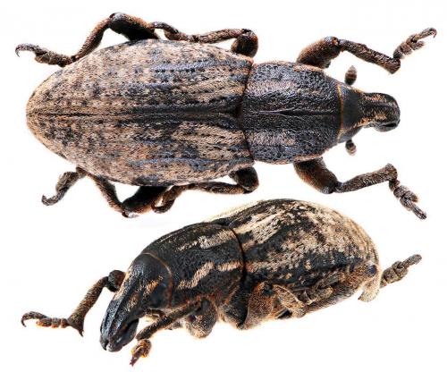 Réf. 52 302 : Pseudocleonus cinereus