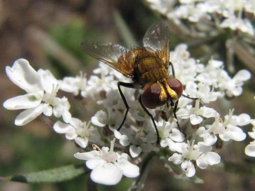 Clytiomya sp.