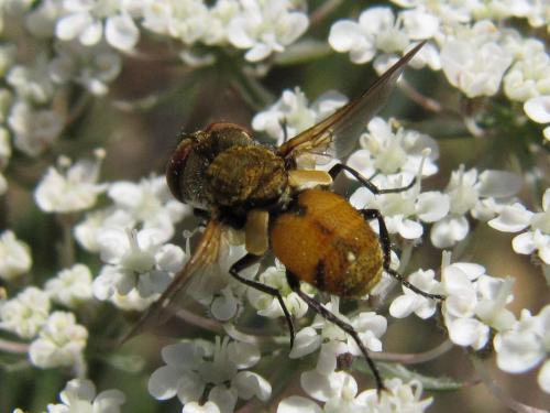 Clytiomya sp.