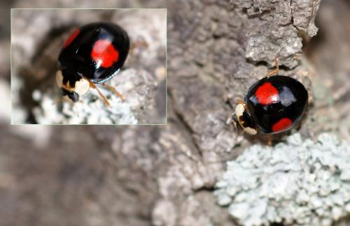 Harmonia axyridis