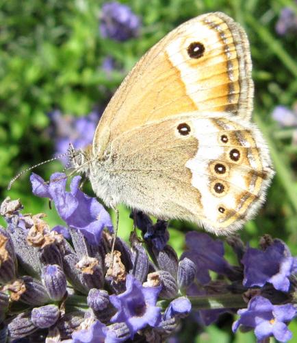 Coenonympha dorus