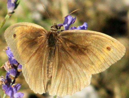 Réf. 52 617 : Maniola jurtina
