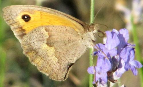 Maniola jurtina